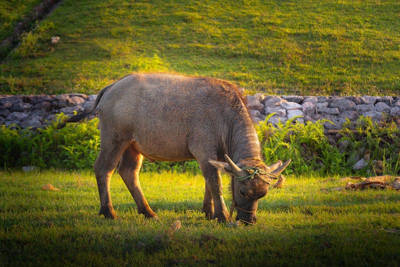 Buffalo Crunch Sandwich